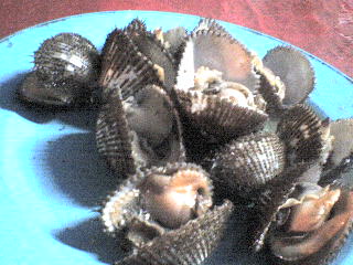 Kerang Rebus